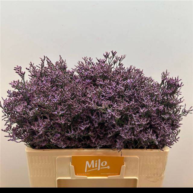 Лимониум Шутин Стар 50, шт.