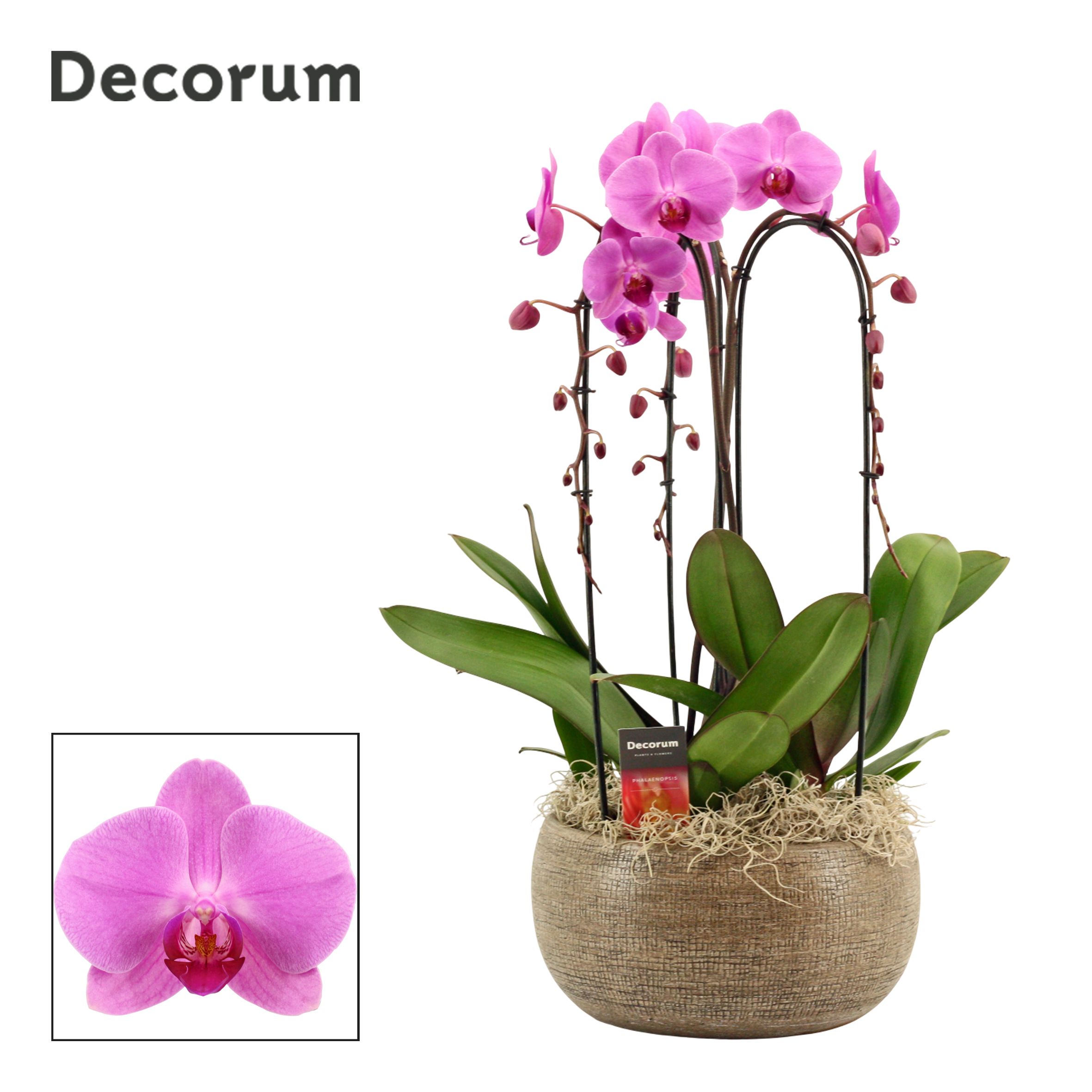 Bianca cascade 3 tak symphony pink (Deco-collection), D 27