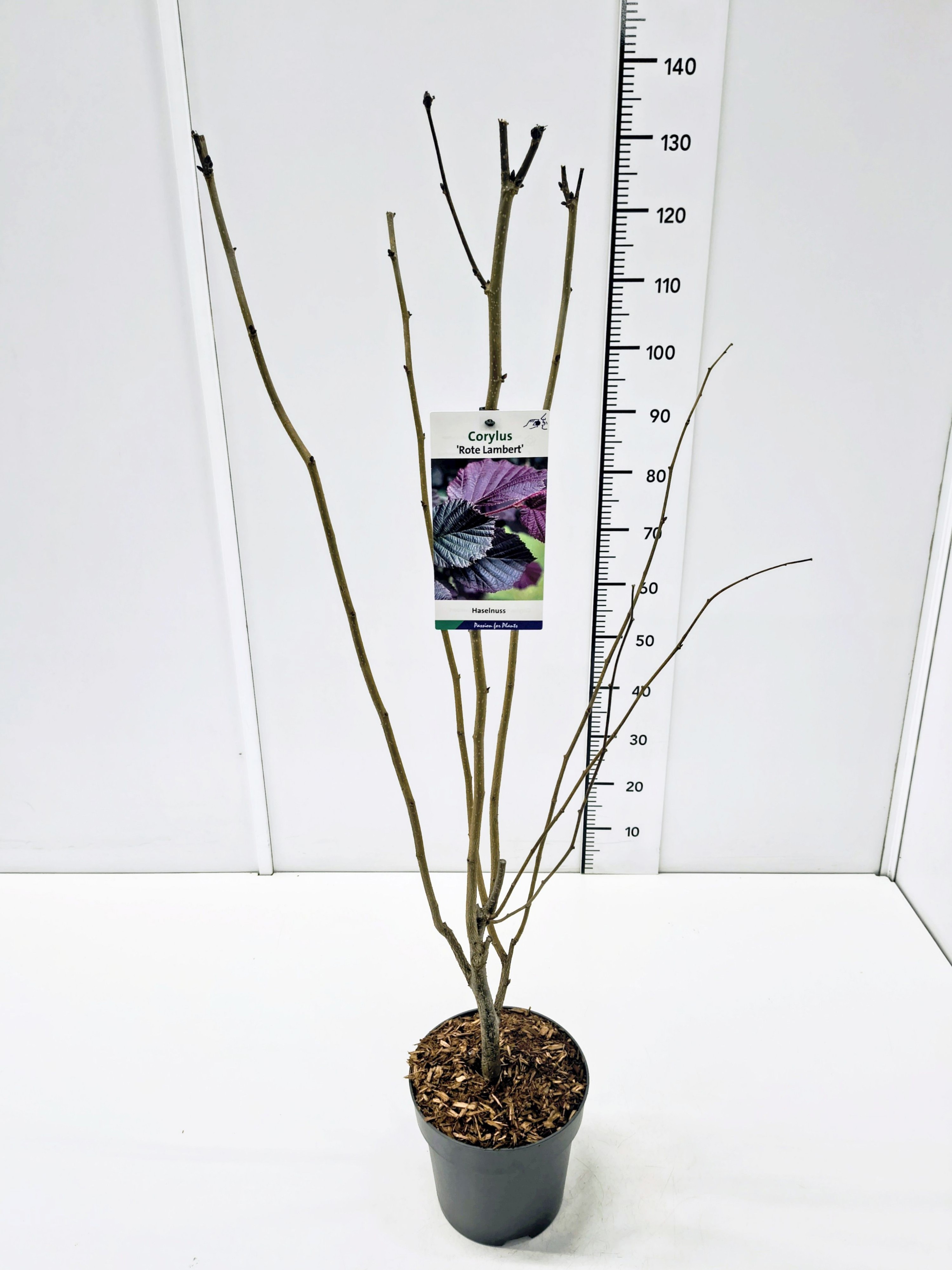 Corylus maxima 'Rote Lambert' 80-100C5, D 23