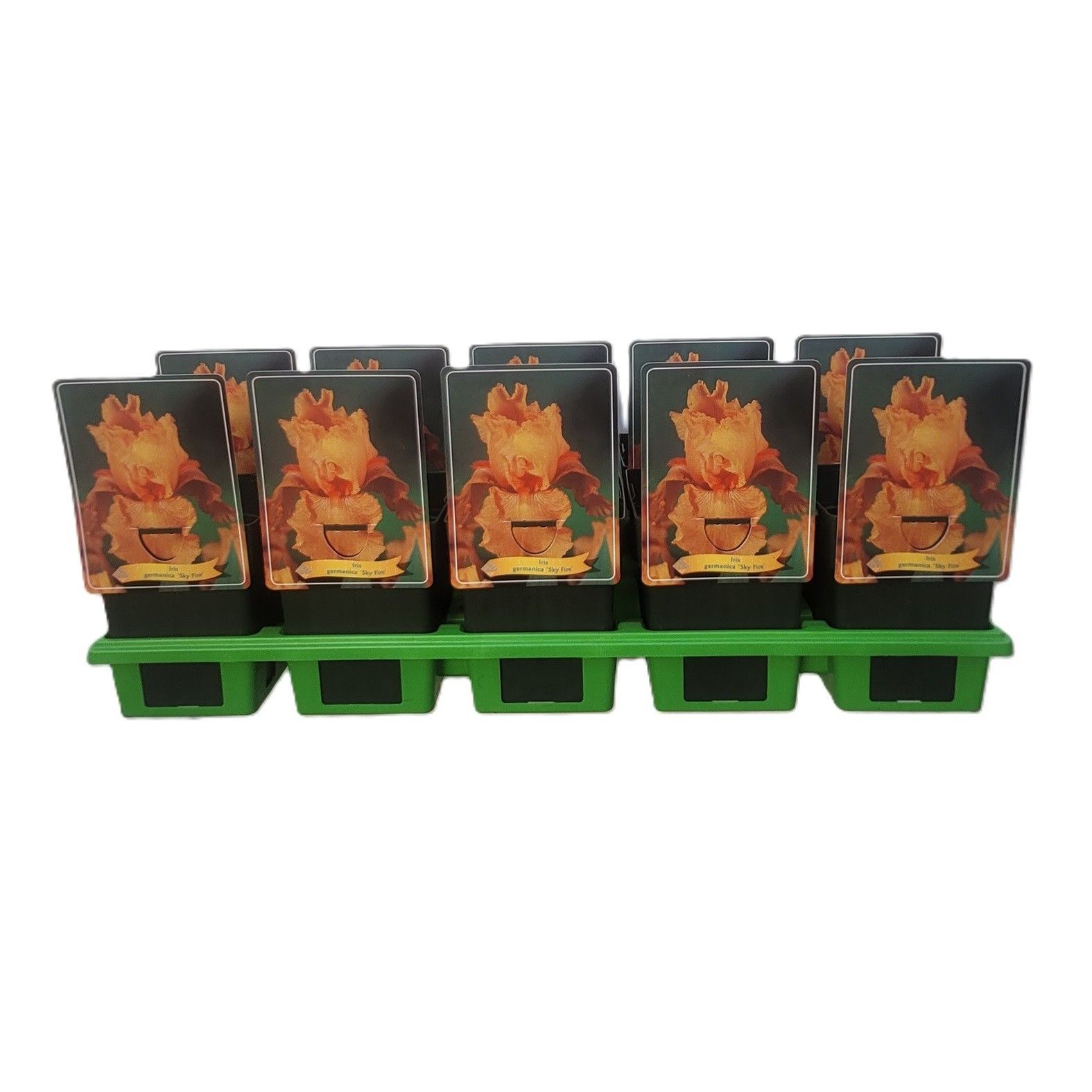 Iris germanica 'Sky Fire' P11, D 11