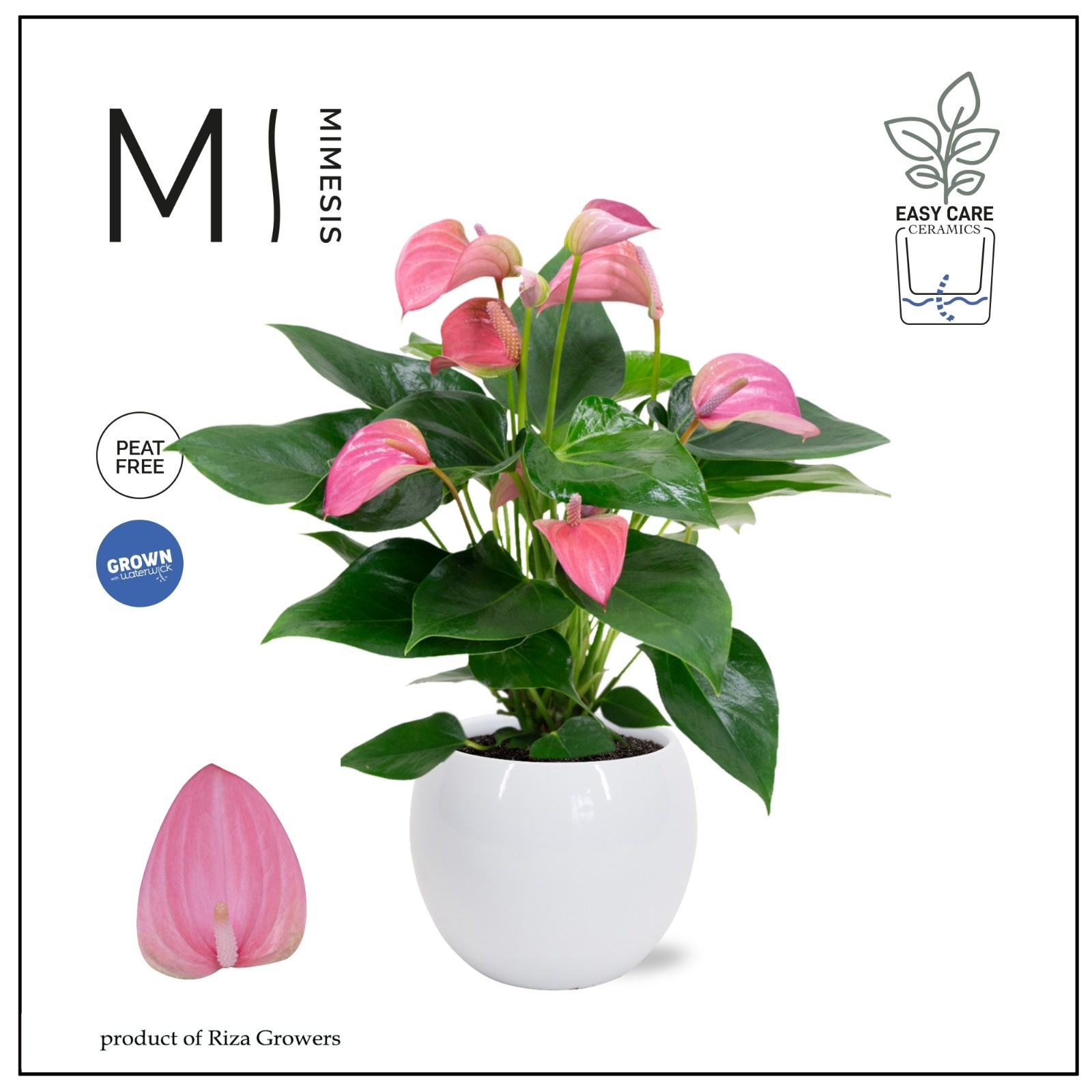 Mimesis Anthurium KARMA Joli - Lisa White, D 12