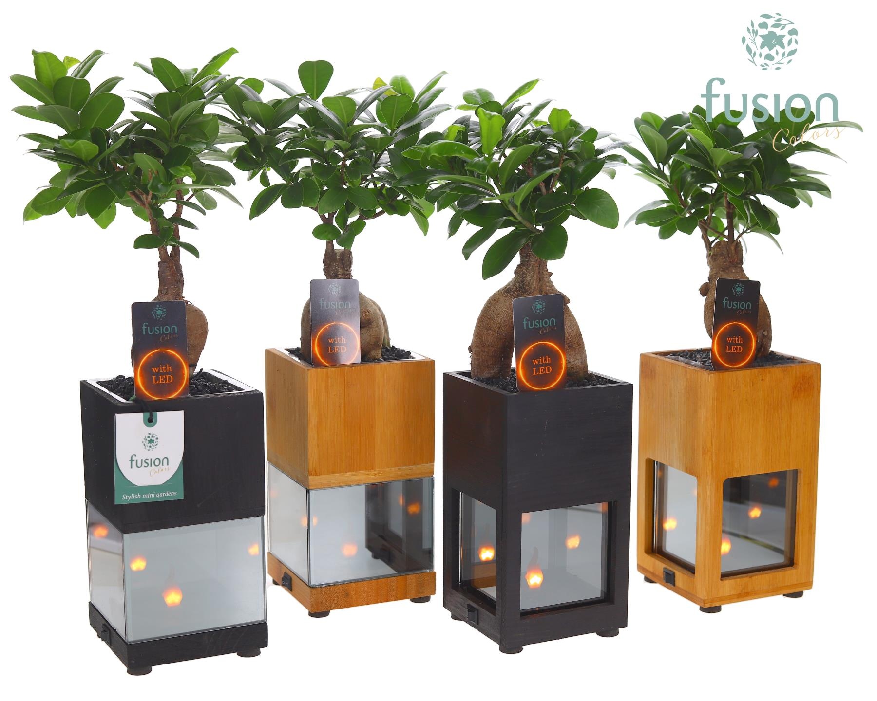 Houten LED planter met vlam met Ginseng, D 10