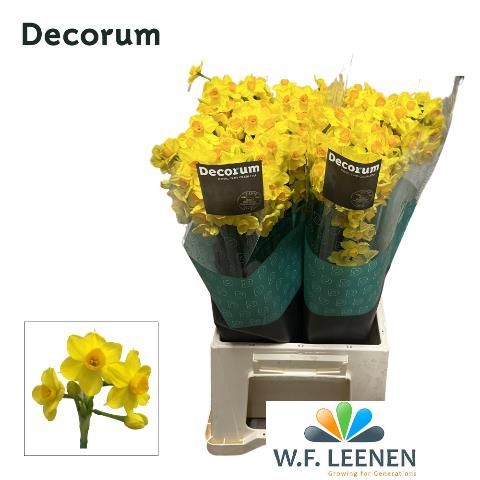 Нарцисс куст. Солей Дор, шт.