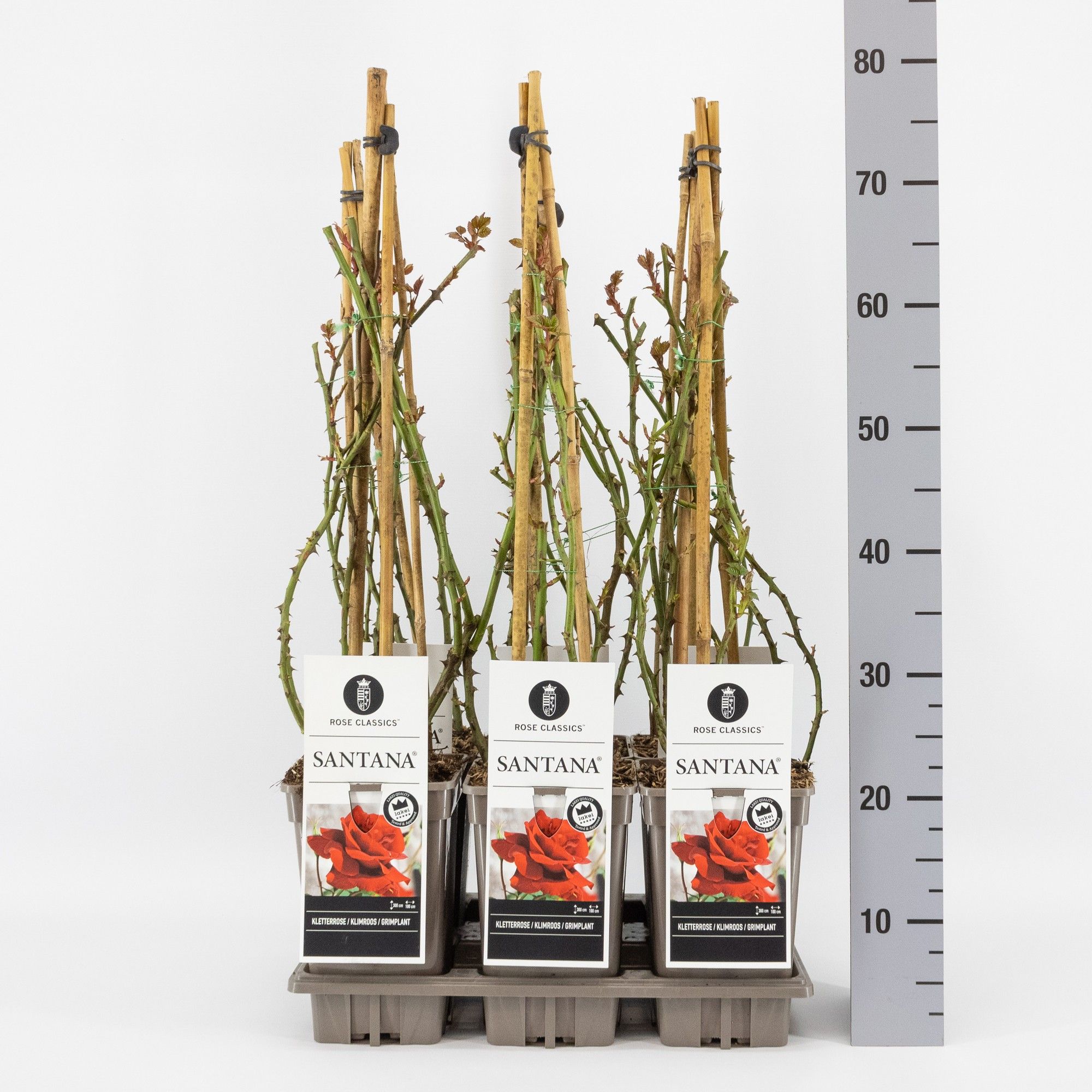 Rosa (K) Santana ®, C3, 3 stok 75cm, D 17