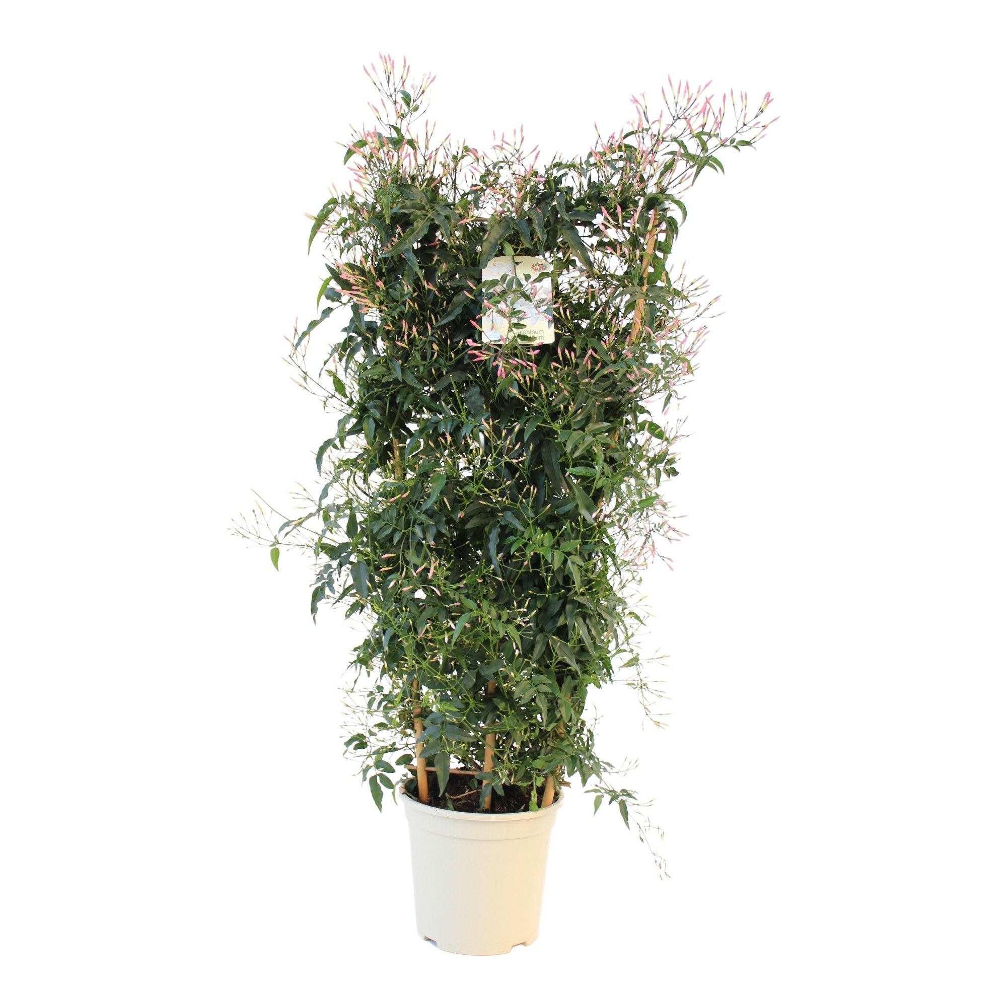 Jazmin Polyanthum spalier C20, D 20