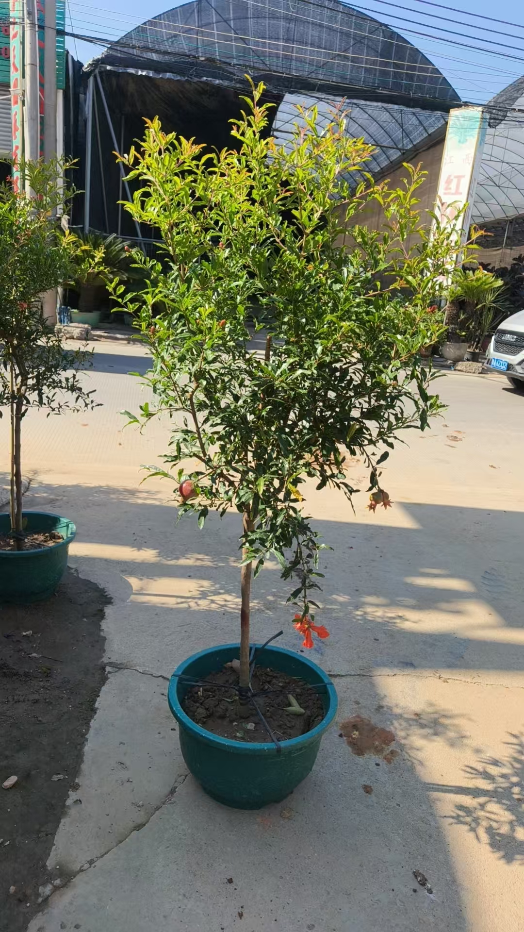 Фикус Помегранате 40 150