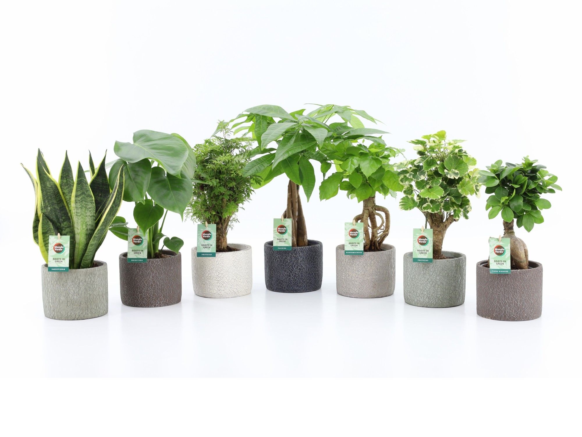 Exotic Green Mix in Classic Stone, D 14 cm