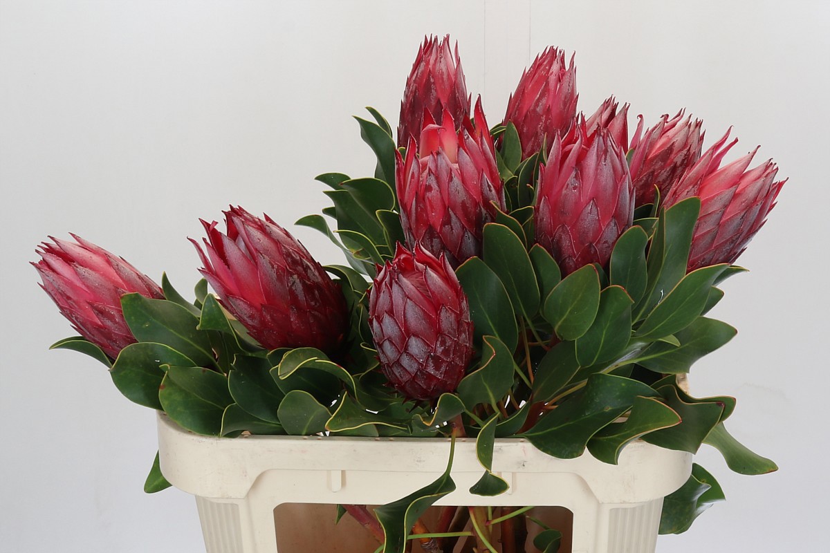 Протея Цинароидес Мадиба 80 (красн.), шт.