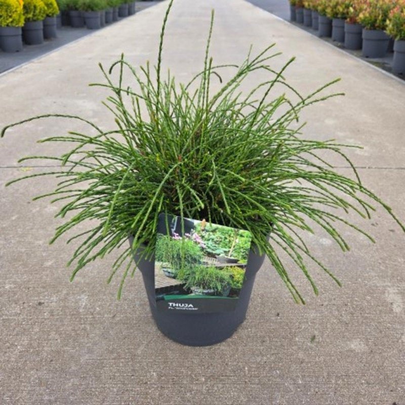 Thuja pl. 'Whipcord', D 29