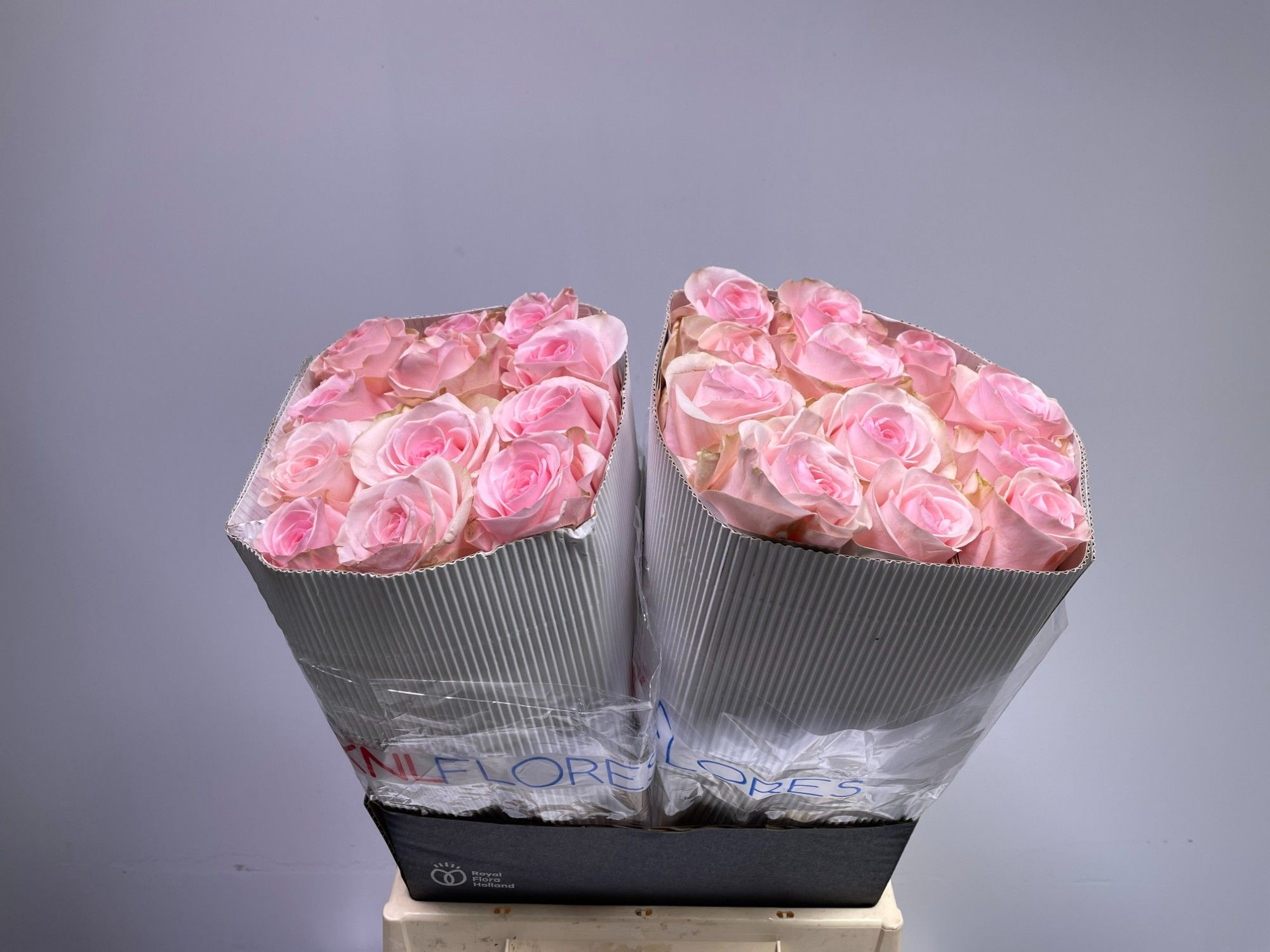 Роза од. Новиа 40, шт.