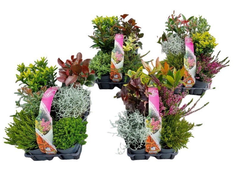 Heester 6-pack, D 9 cm