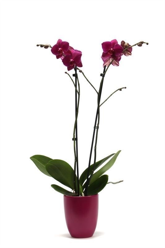 Hugo p12 cyclame Phal purple 2T14+, D 12