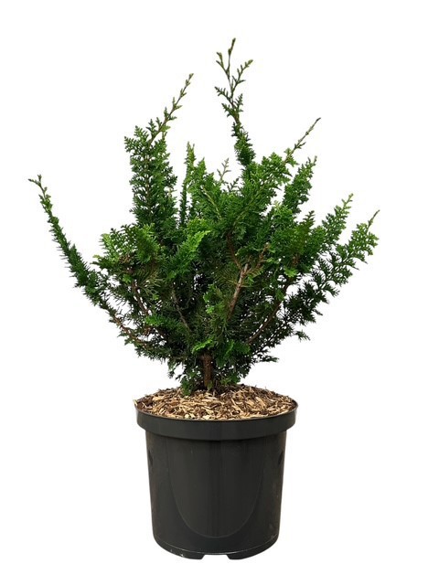 Chamaecyparis o. 'Teddy Bear', D 23