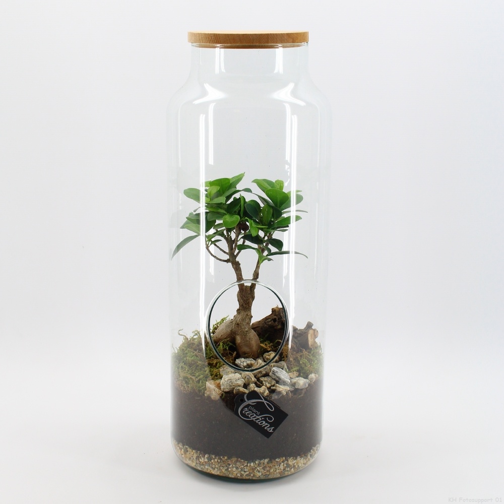 GRCR-2612 Green Essentials terrarium, D 19