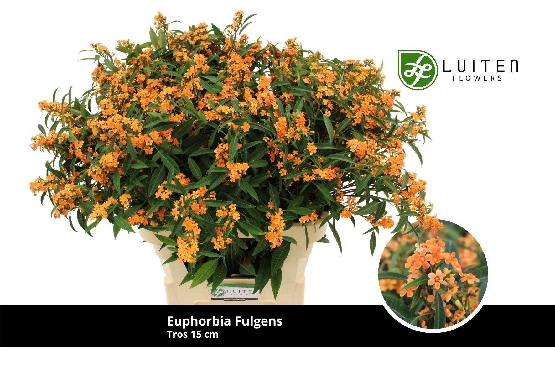 Эуфорбия куст. Санстрим 80, шт.