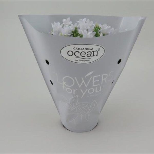 White ocean - single flower, D 11