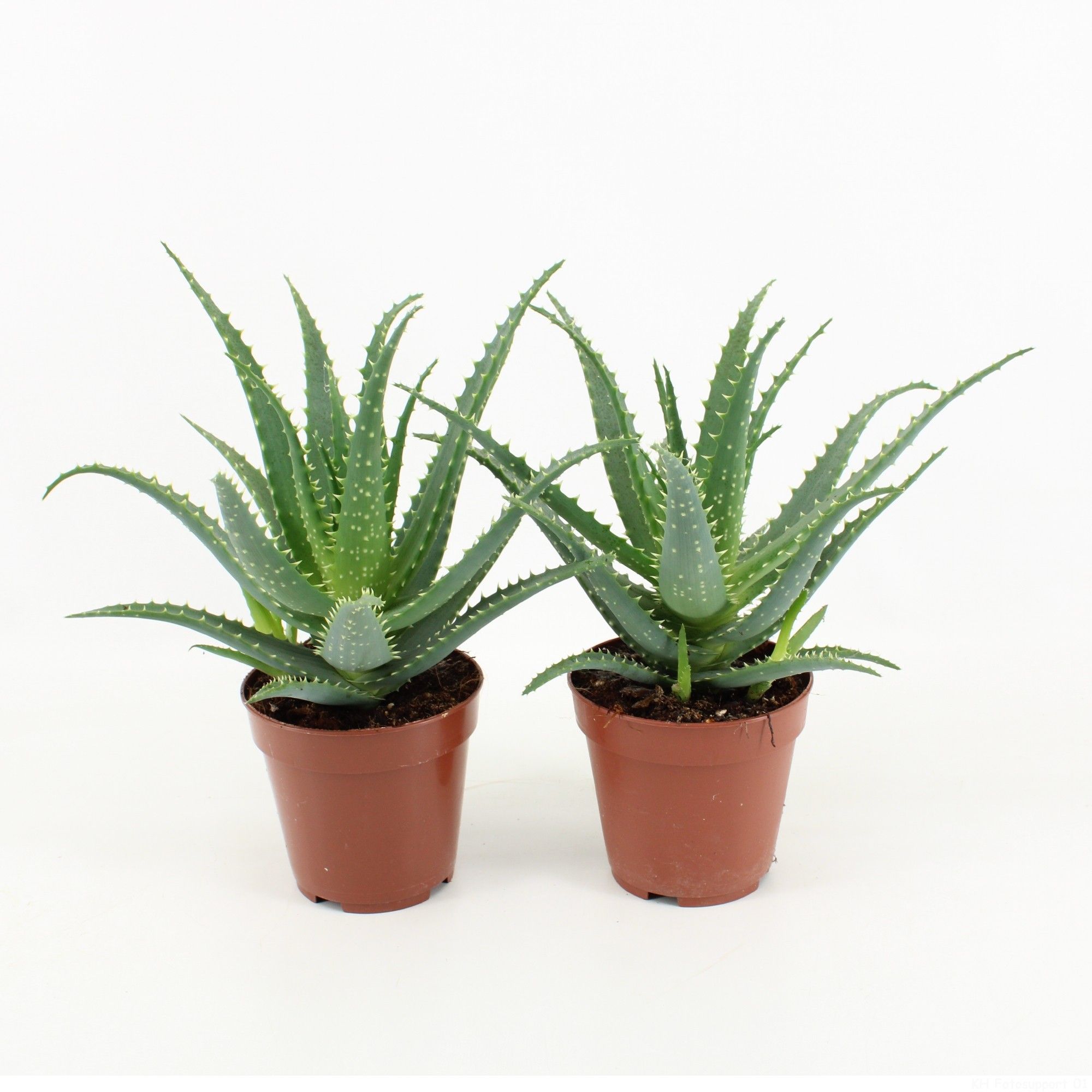 Aloe Arborescens, D 12