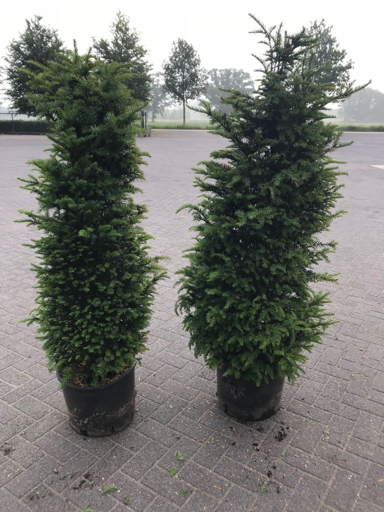 Taxus baccata, D 38