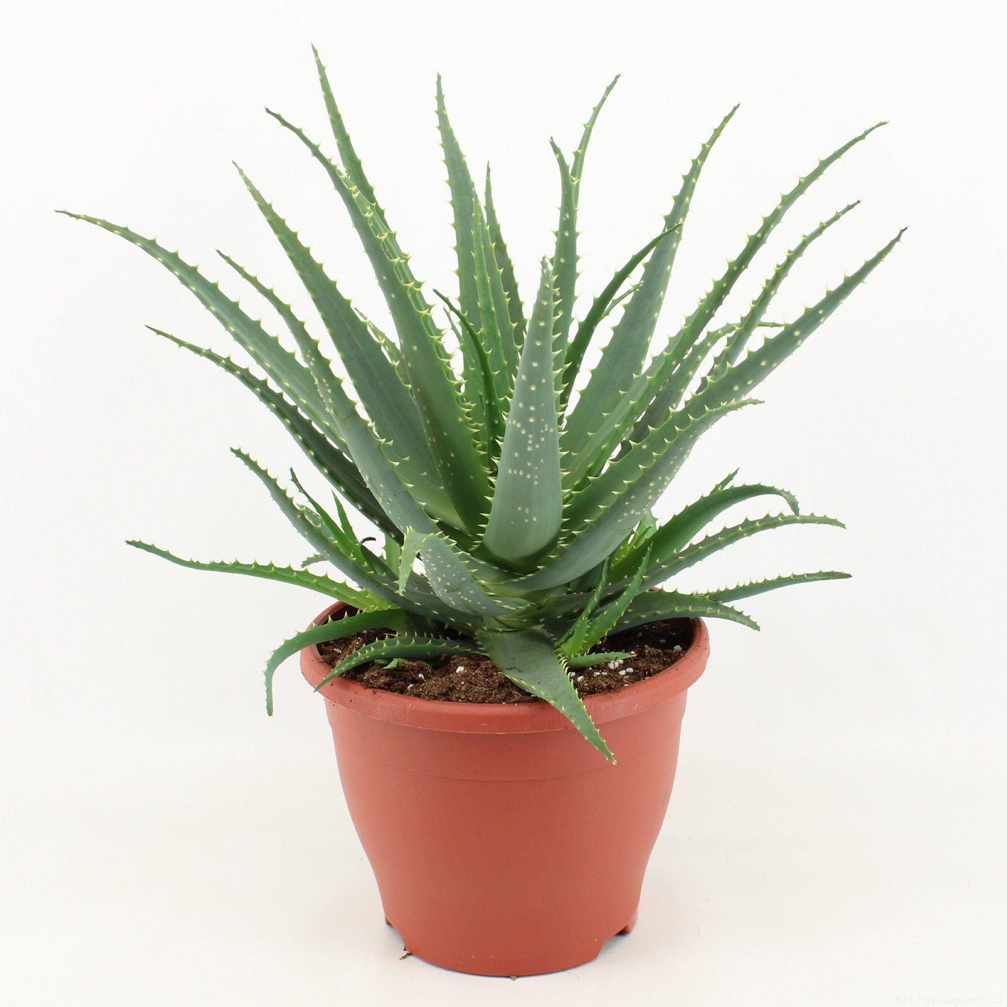 Aloe Arborescens P23, D 23