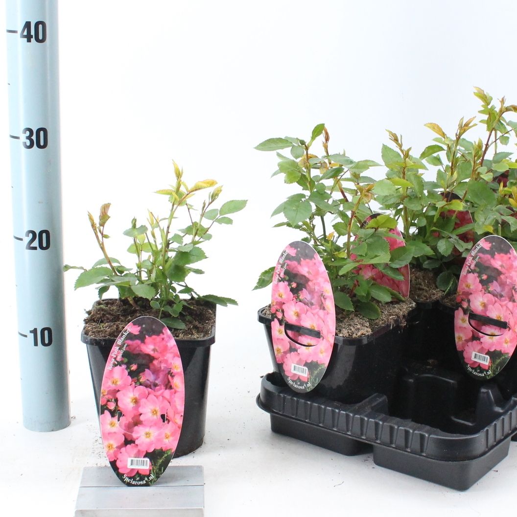 Rosa (PA) 'Pink Blanket' ®, D 14 cm