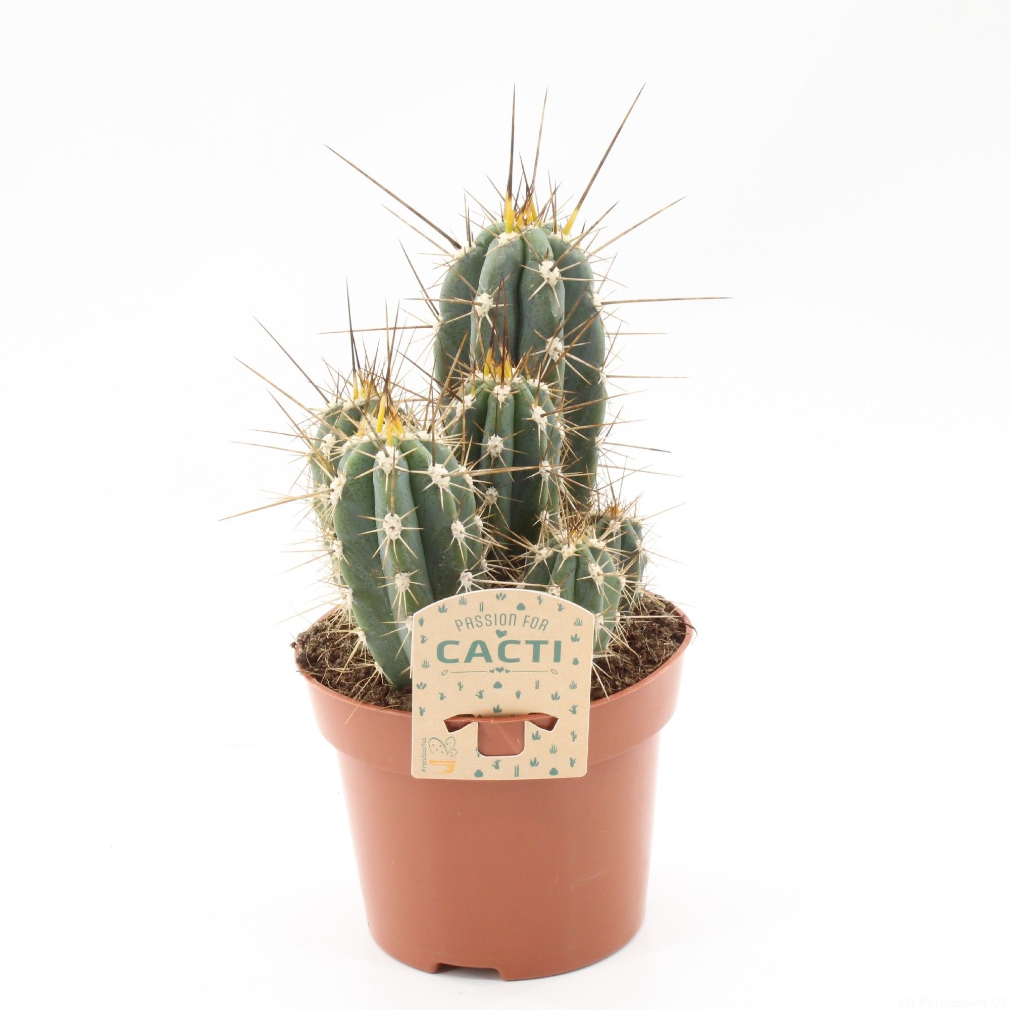 Stetsonia coryne, D 12