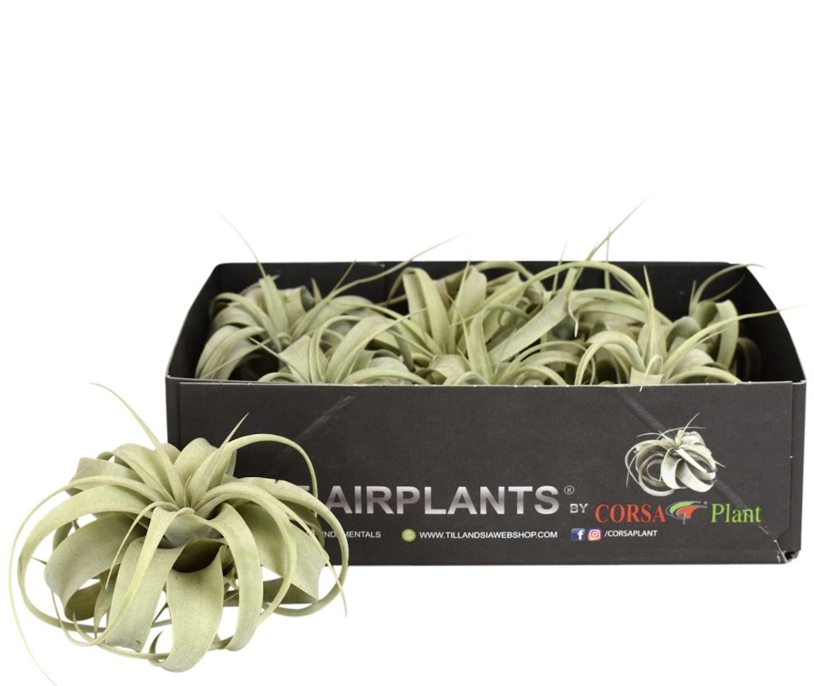 Tillandsia xerographica bonsai x8, D 6