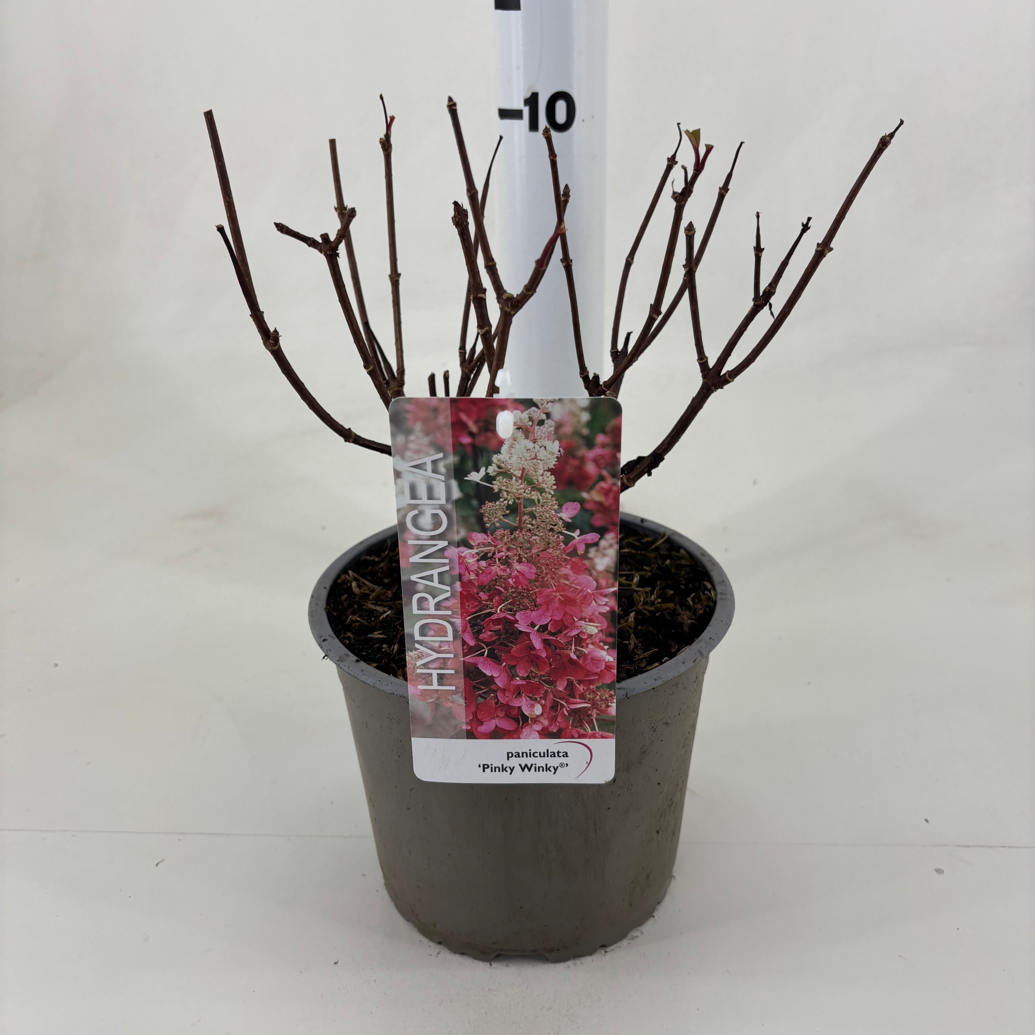 Hydrangea paniculata 'Pinky Winky' ® ('D.V.P. Pinky'), D 19