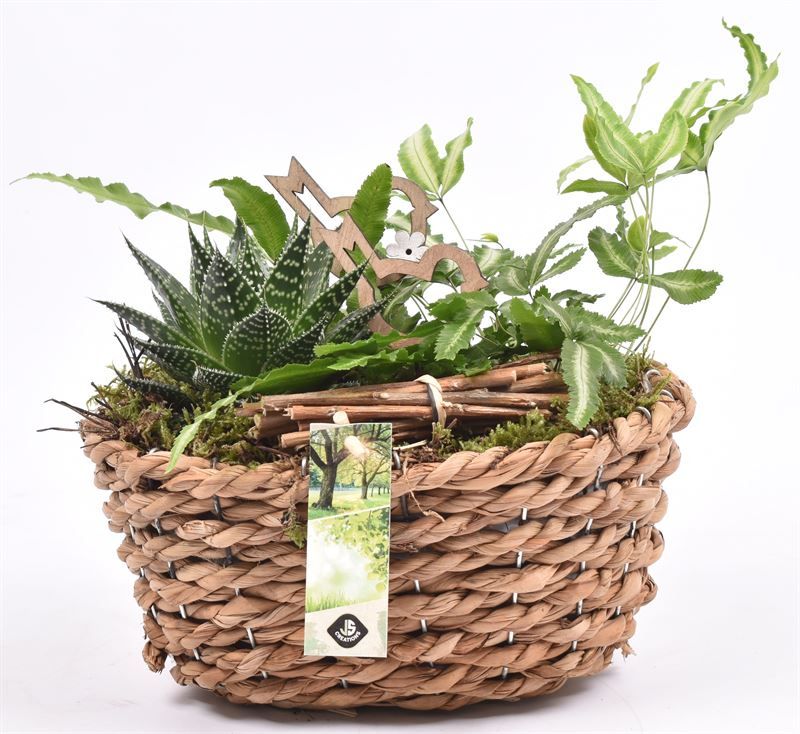 Maisblad gevl. ovaal 24x15cm, D 24