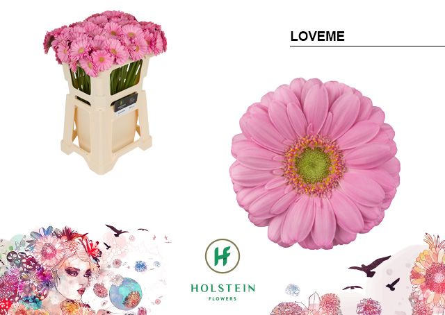 Гермини Лав Ми, шт.