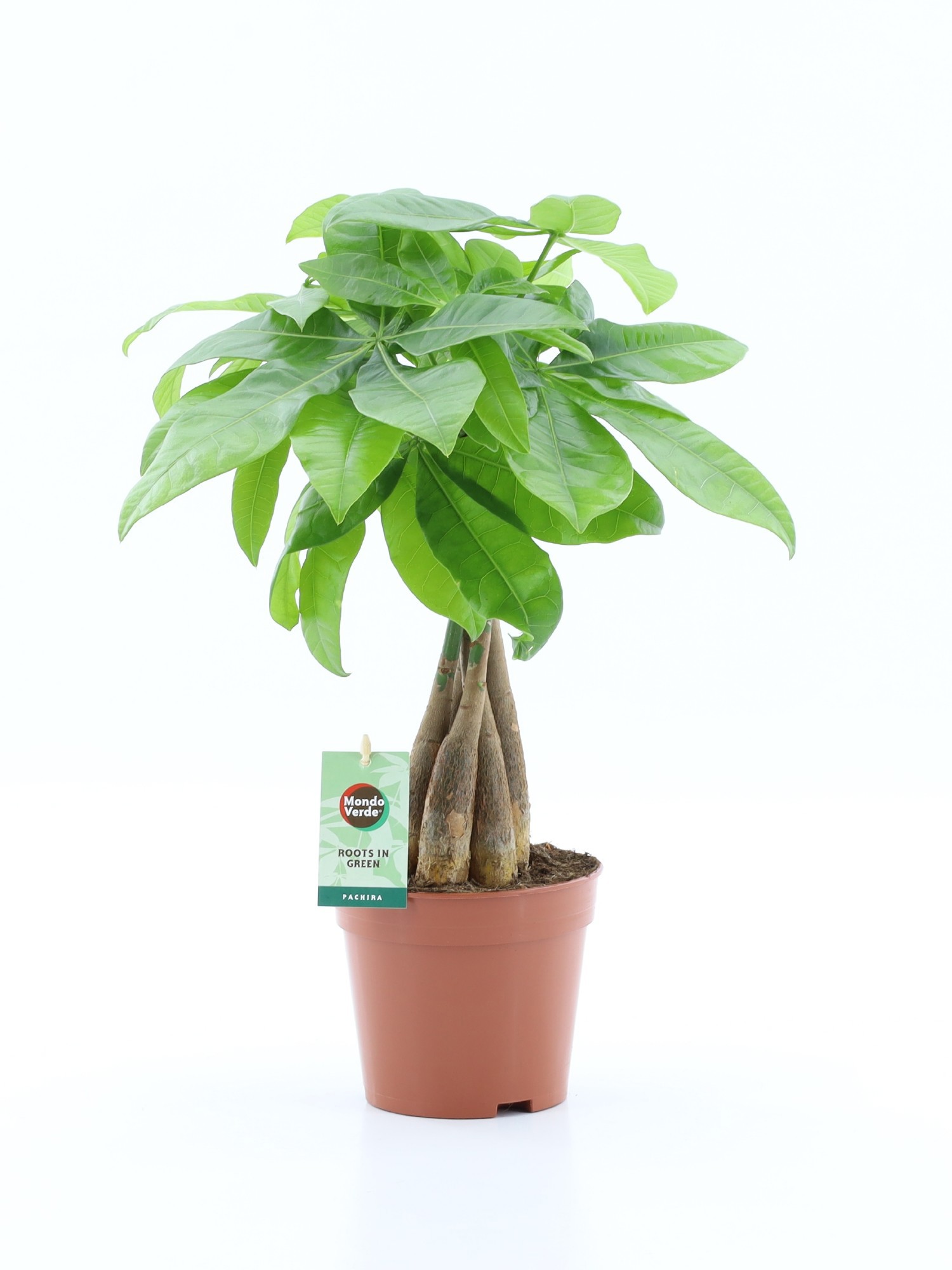 Pachira Aquatica gevlochten stam, D 14