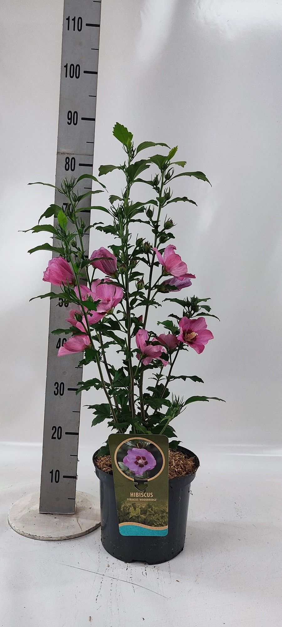 Hibiscus syr. 'Woodbridge', D 23