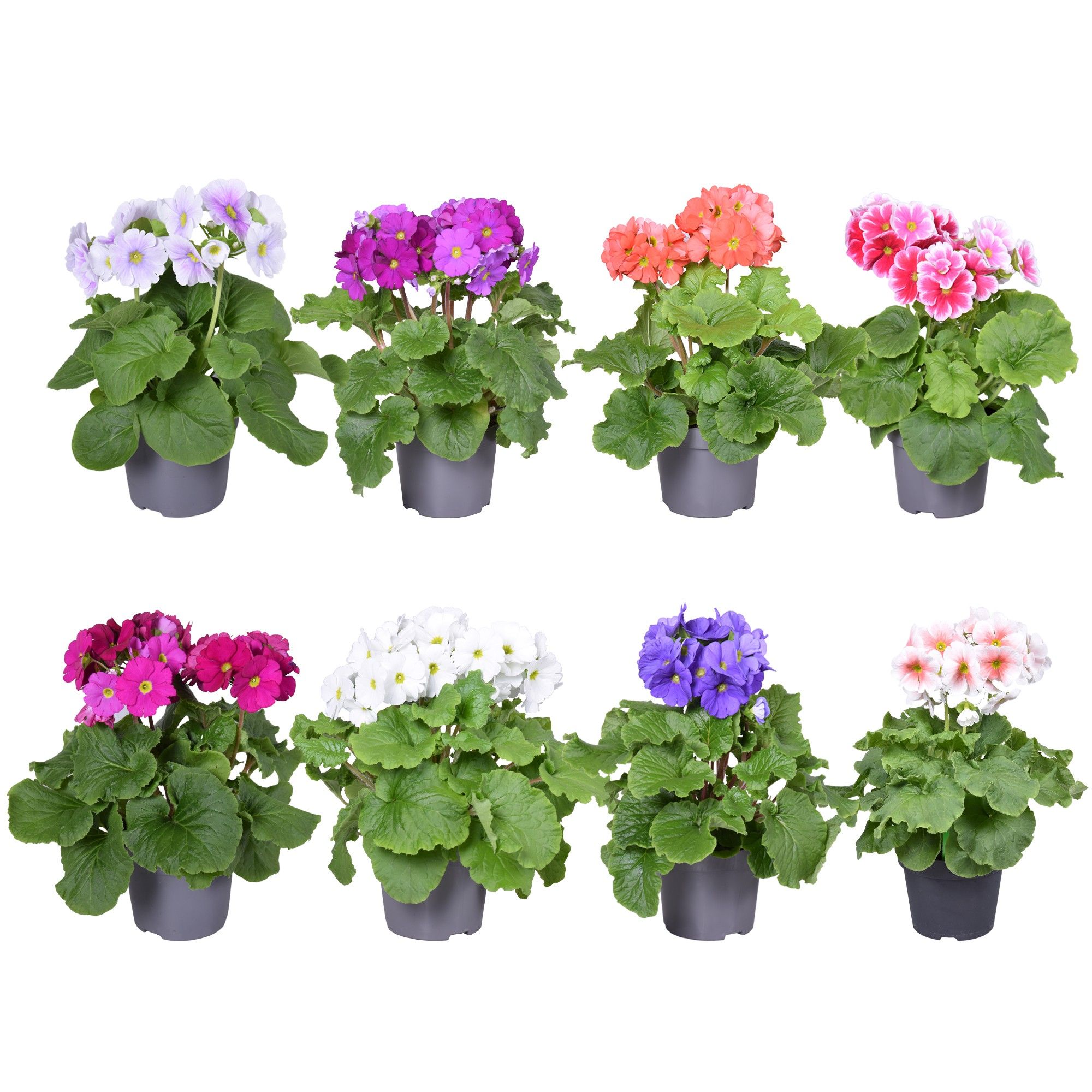 Prim Sweet Kisses MixLAAG zonder hoes, D 12