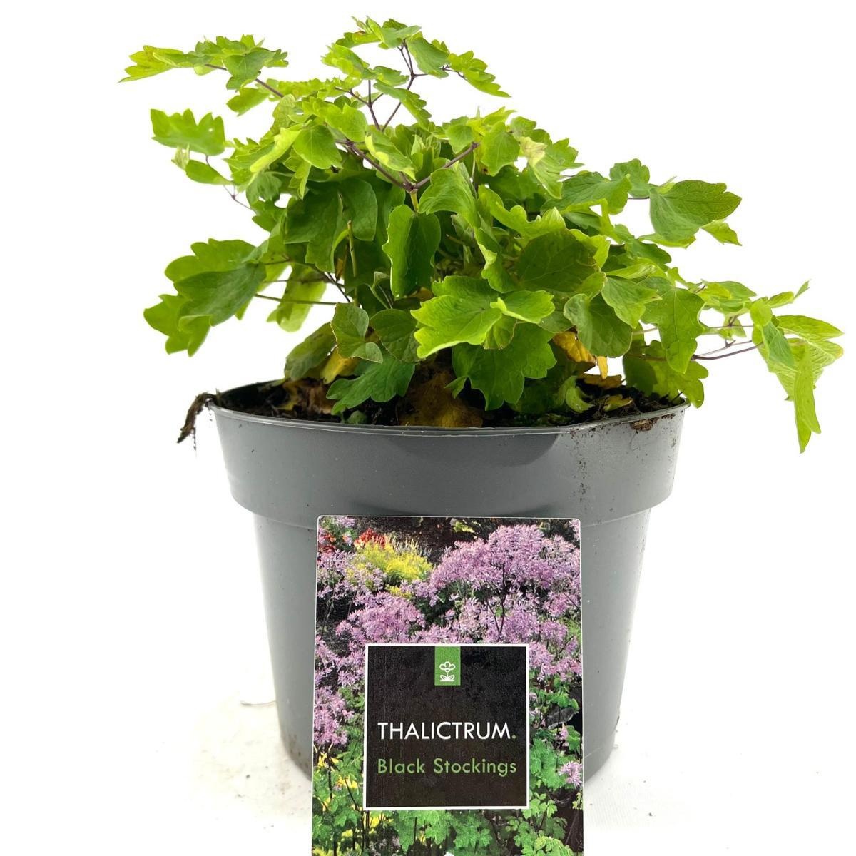 Thalictrum 'Black Stockings', D 17