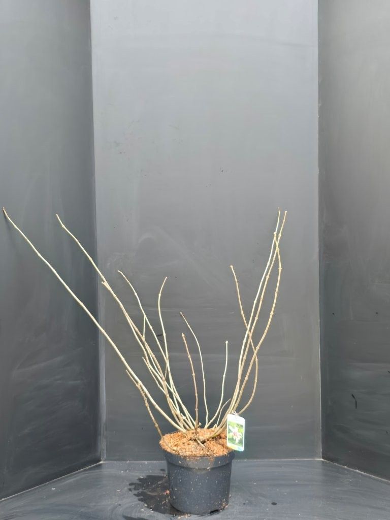 Calycanthus Venus, D 29