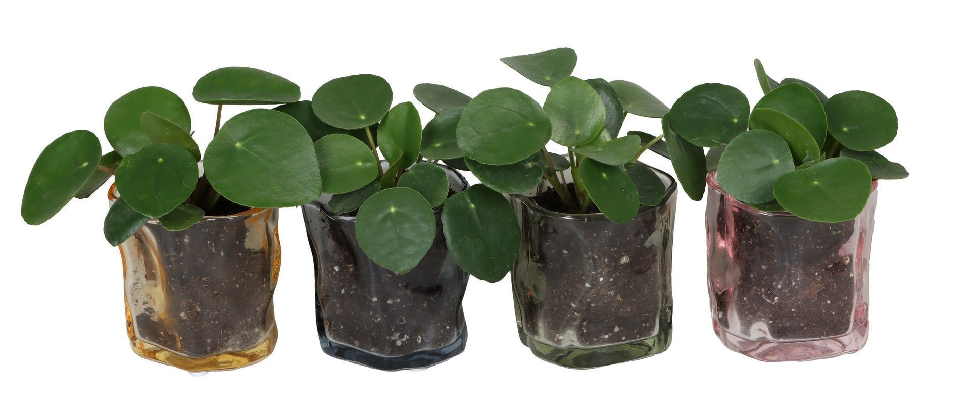 L 67402 With Pilea peperomioides 6 cm, D 6