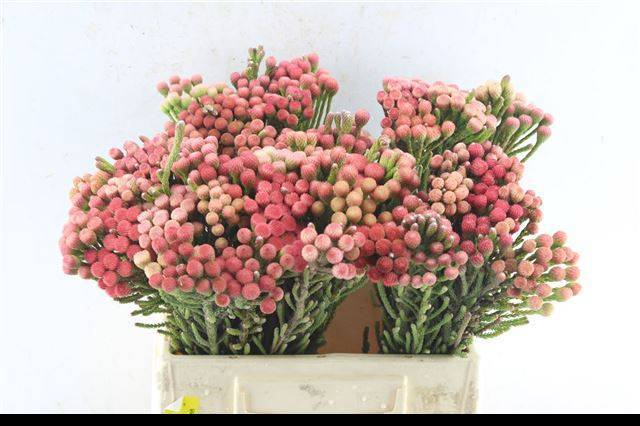 Бруния Лаевис Рэд 40, шт.