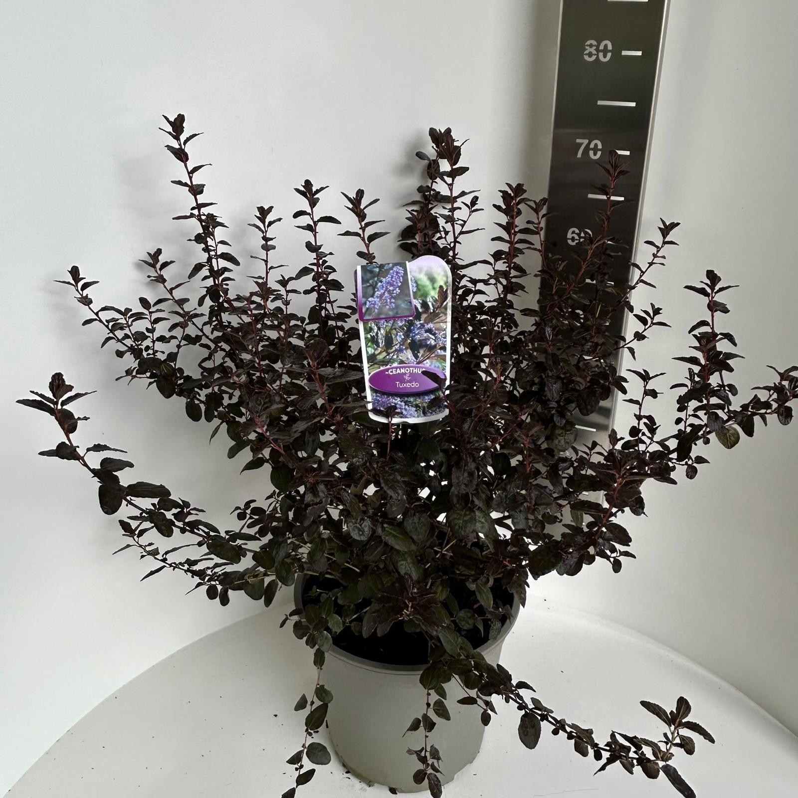 Ceanothus Tuxedo, D 27 cm