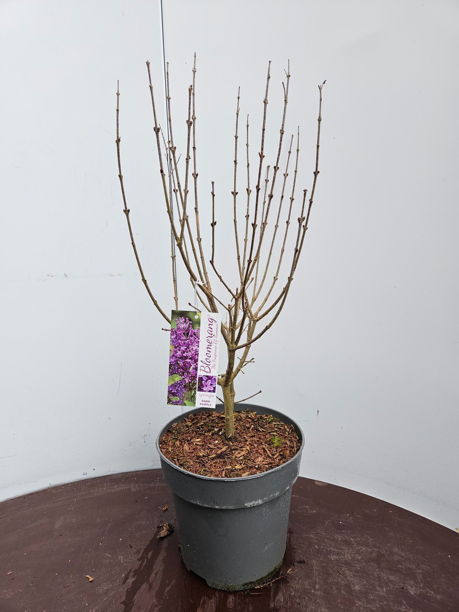 Syringa bloomerang Dark Purple, D 22