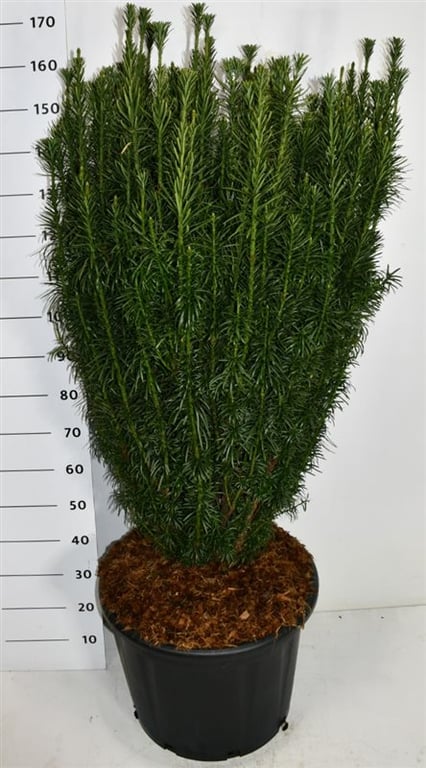 Cephalotaxus h. 'Fastigiata', D 54