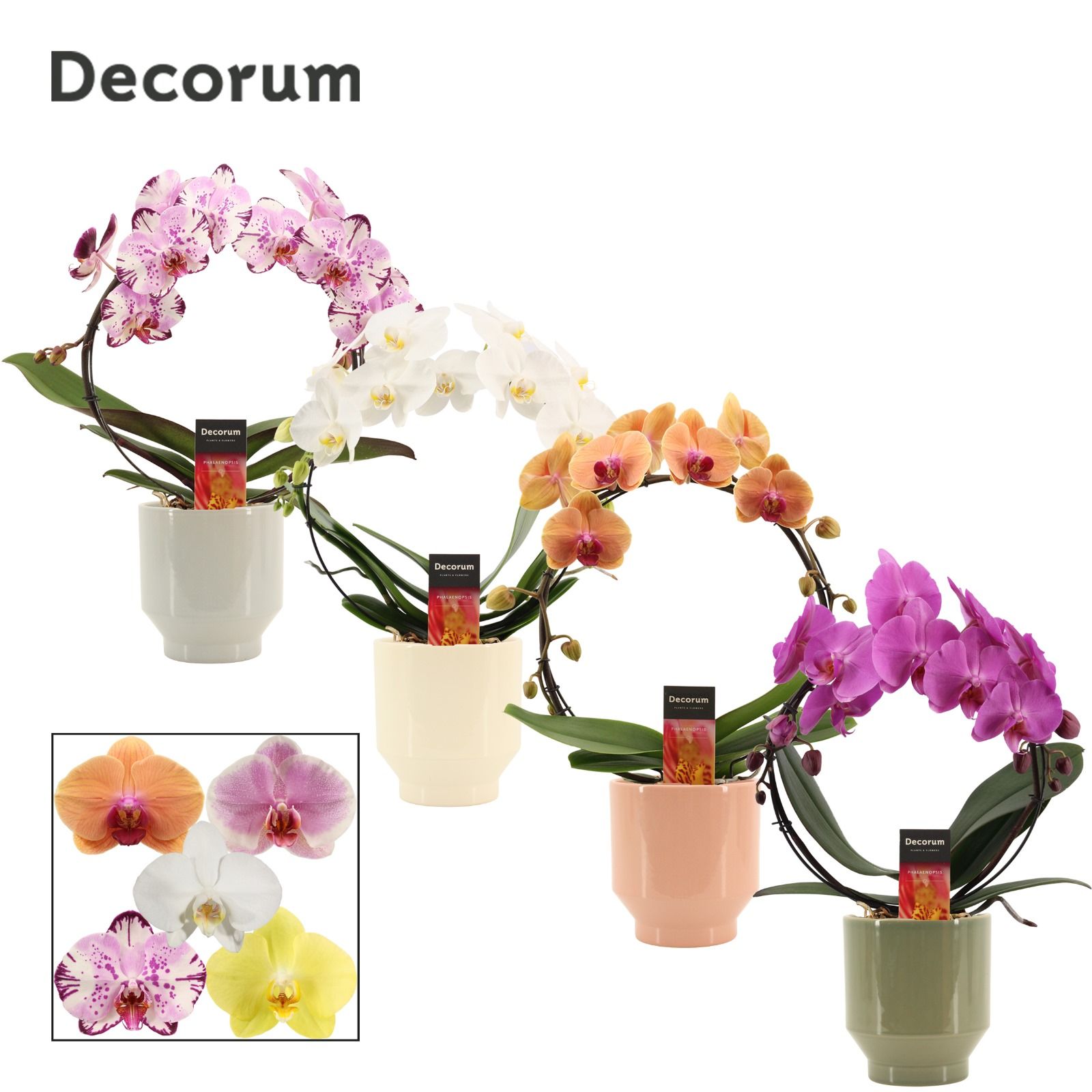 Phalaenopsis boog mix in Pato (Deco-collection), D 12 cm