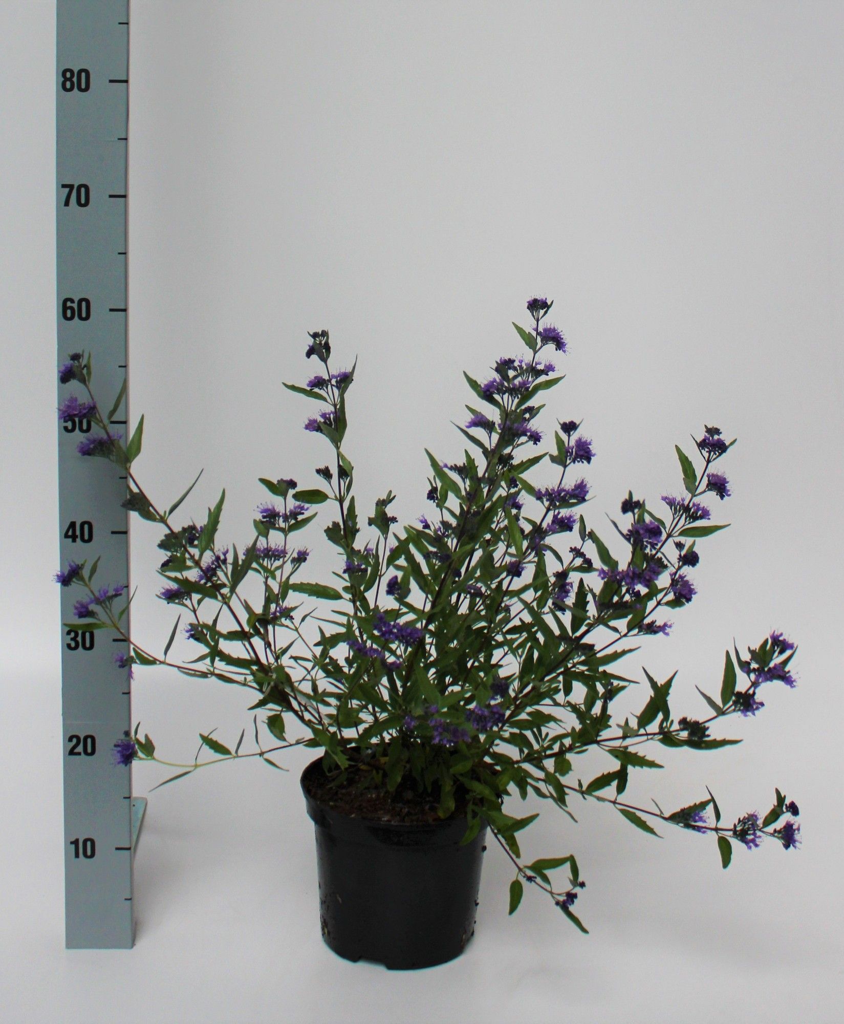 Caryopteris clandonensis 'Heavenly Blue', D 19