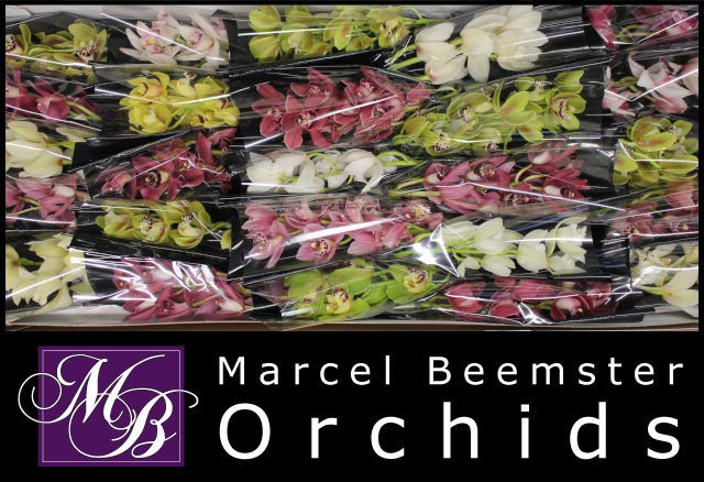 Цимбидиум мини Микс x25 30, шт.