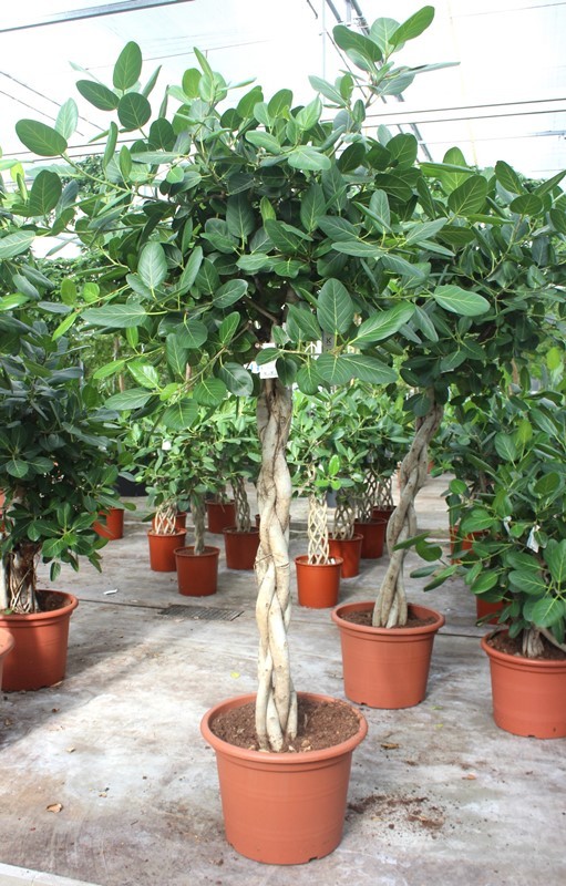 Ficus Benghalensis, D 55 cm