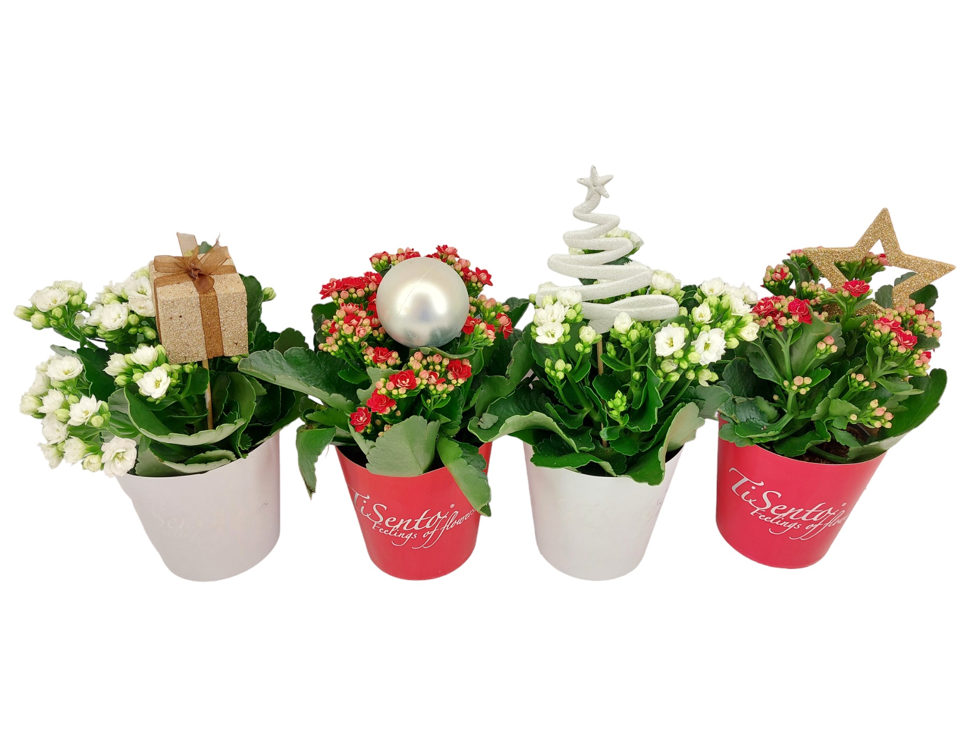 Calandiva 12 cm - Kerst Smartcup, D 12