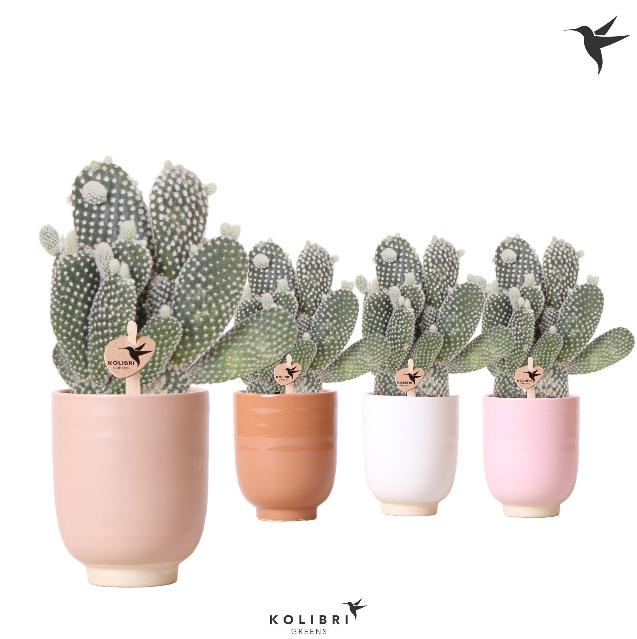 Kolibri Greens Opuntia white in Glazed pot mix, D 9 cm