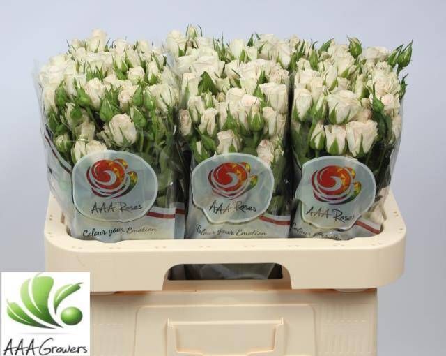 Роза куст. Роял Порселина 60, шт.