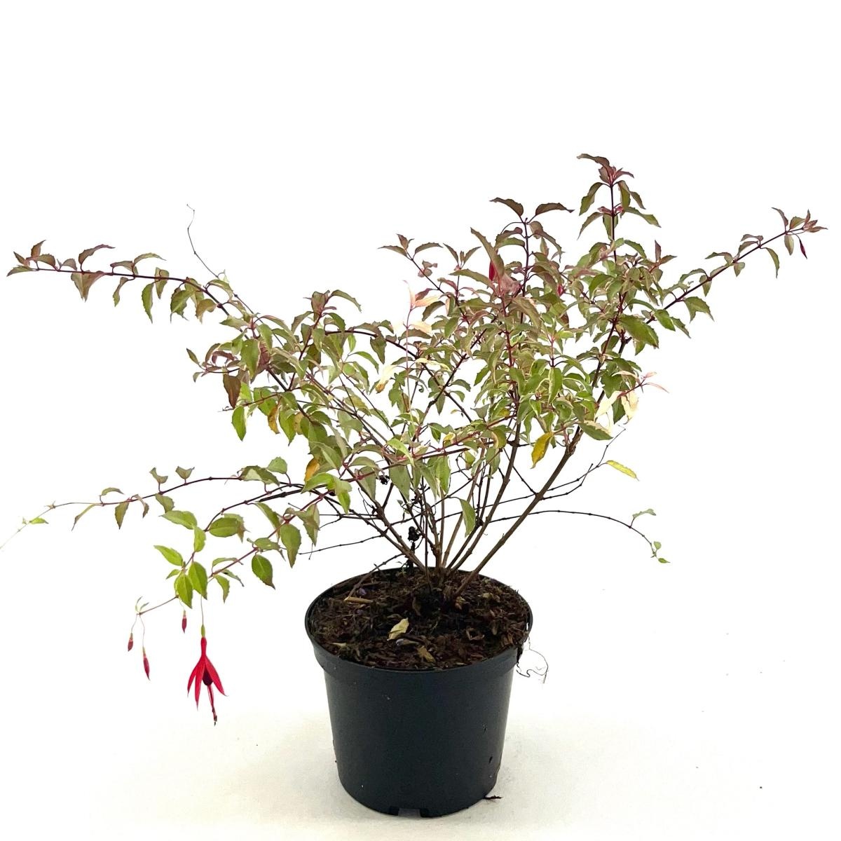 Fuchsia magel. 'Versicolor', D 17