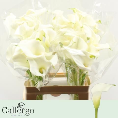 Калла Вайт Презент 60, шт.