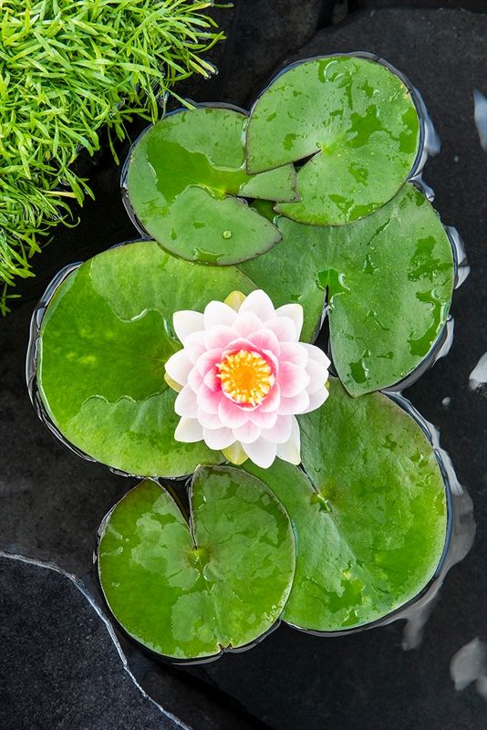 Nymphaea 'M'd Wilfron Gonnere' 3L., D 18
