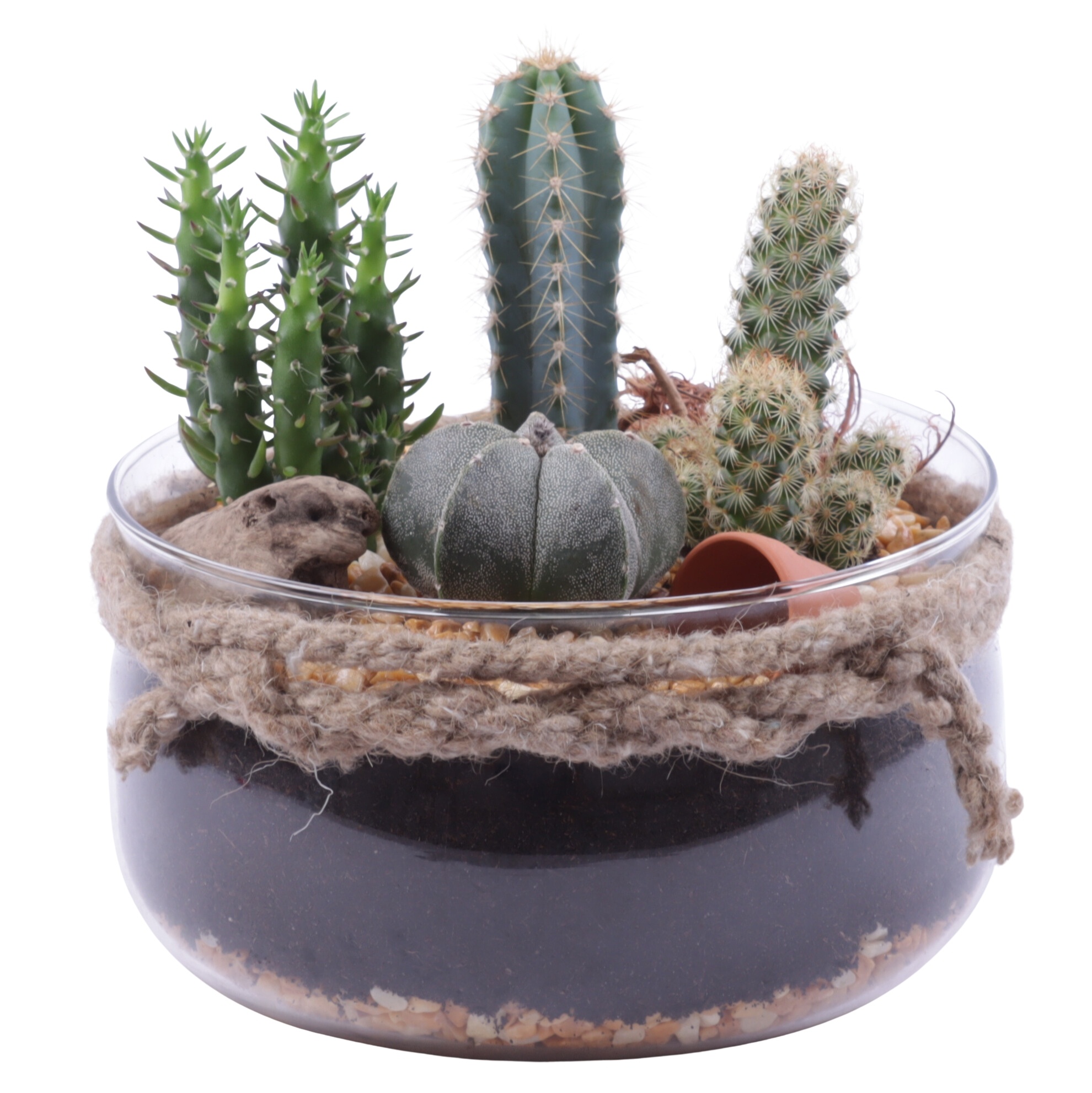 Yearround Arr. Cactus Glass Bowl with Rope Ø20cm 4PP, D 20